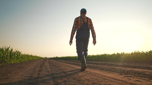Man walks on path by corn. Boots leaving marks in dirt as man explores field. Corn lines dirt path under bright sunset. Man breathes calmly. Boots track dirt, corn grows. Path winds through field.