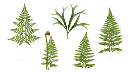 Assorted Green Fern Leaves and Fronds on White Background