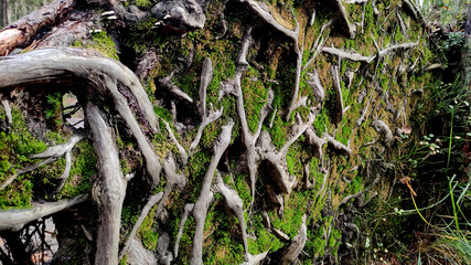 Roots and moss