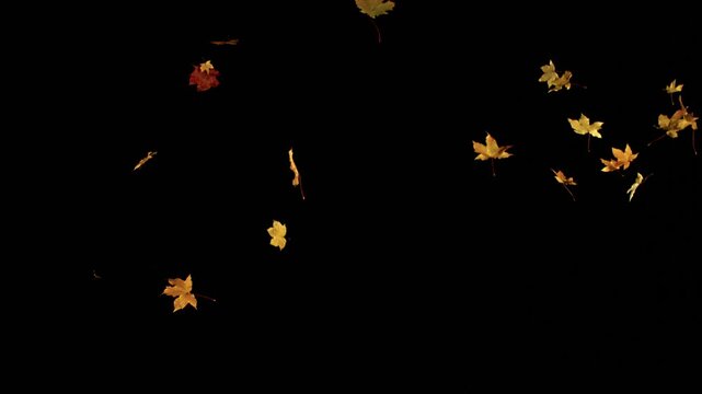 Super Slow Motion Falling Autumn Maple Leaves. Isolated on Black Background. Cinematic Overlay Effect for Seasonal Design, Motion Graphics, Visual Effects, or Background Transitions.