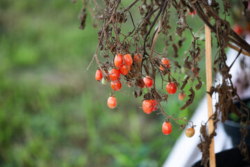 Cherry Tomatoes Infected with Late Blight Disease