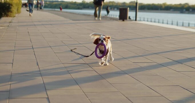 Beagle dog fetching toy on city riverside promenade