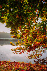 Golden autumn trees over a quiet residential street, Netherlands