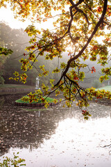 Golden autumn trees over a quiet residential street, Netherlands