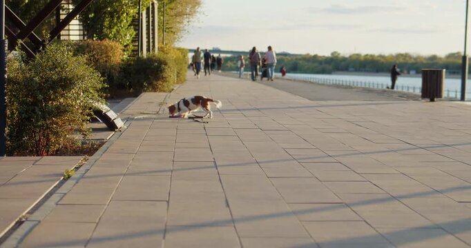Small dog fetching toy on city riverside promenade