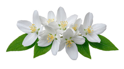 Fototapeta premium White flower jasmine green leaf spring blossom nature petal floral fresh fragrance White jasmine flowers with green leaves delicate petals and yellow stamens symbolizing purity and freshness evoke