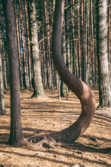 Sestroretskoye Bog State Nature Reserve of Regional Significance