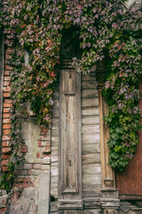 Background: Five-leafed Girl's Grape
