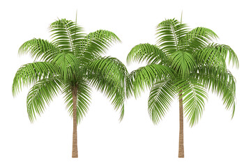 Lush green palm trees stand tall, evoking tropical landscapes and serene, warm climates.