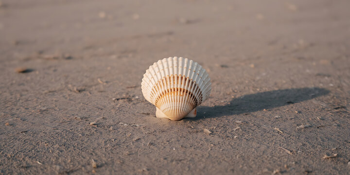 Seashell rests on sandy beach, illuminated by warm sunlight, evoking tranquility and nature's beauty.