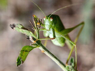 grasshopper on a leaf