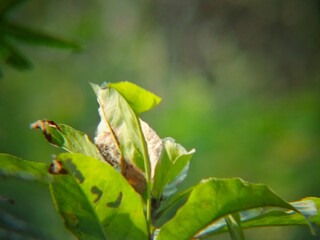 ​A soft-focus close-up of sunlit green leaves with subtle damage and a new sprout emerging. The background is a smooth, vibrant green bokeh, conveying a feeling of growth and qui