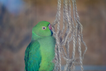 (Psittacula krameri)Detail photo of Green Parrot species. (focus is custom adjusted)