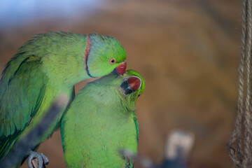 Detail shot of a couple lovers of (Psittacula krameri)Green Parrot type. (focus is custom adjusted)