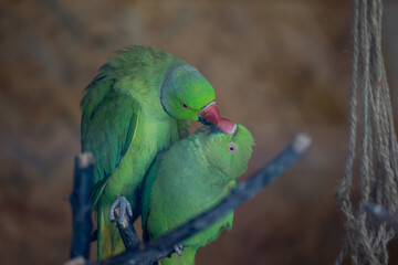 Detail shot of a couple lovers of (Psittacula krameri)Green Parrot type. (focus is custom adjusted)