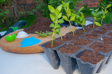 Spring Seedlings: Young Boxwood Cuttings in Trays, Ready for Rooting