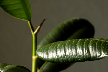 Ficus elastica plant in sunlight