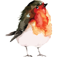 Obraz premium Watercolor Robin Bird With Red Orange Chest And Dark Green Brown Back Standing On Thin Legs With White Background