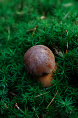 Wild forest mushroom in green moss, close-up vertical nature background