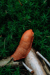 Wild forest mushroom in green moss, close-up vertical nature background