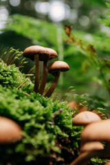 Wild forest mushroom in green moss, close-up vertical nature background