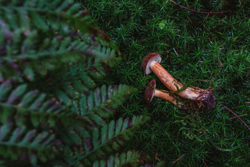Wild forest mushroom in green moss, close-up vertical nature background