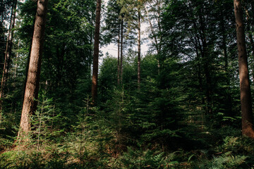 Wild forest mushroom in green moss, close-up vertical nature background