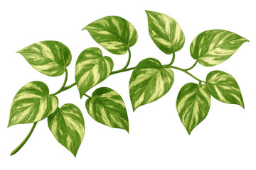 Pothos vine plant illustration with variegated green and yellow leaves, natural decorative element, transparent background