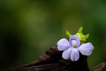 Barleria strigosa Willd.,flower and green leaves have medicinal properties placed on a white background.