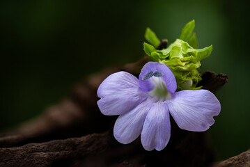 Barleria strigosa Willd.,flower and green leaves have medicinal properties placed on a white background.