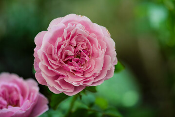 Soeur Emmanuelle rose flower on natural background.