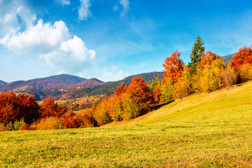 Fototapeta premium mountain landscape in autumn. beautiful view with trees in colorful foliage. picturesque rural place in carpathian alps on a sunny day. countryside scenery in synevyr national park of ukraine
