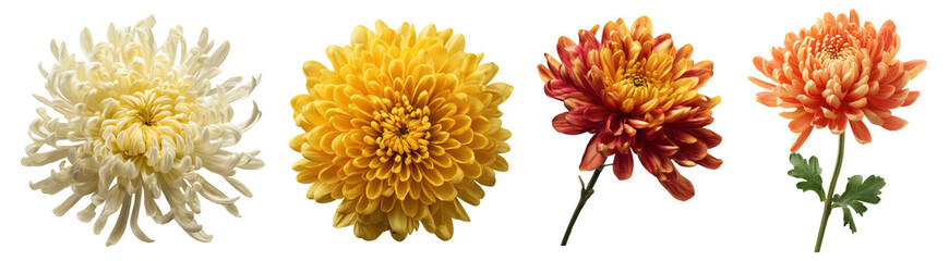 Set of beautiful Chrysanthemum flowers isolated on transparent background.