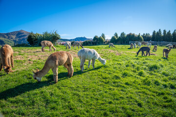 Obraz premium alpacas family in the farm feeding grass on the hill with turquoise lake background Akaroa South Island New Zealand 