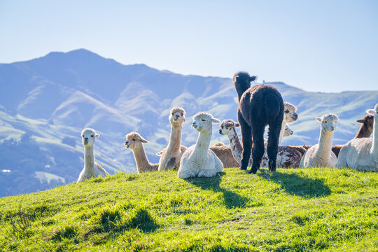 alpacas family in the farm feeding grass on the hill with turquoise lake background Akaroa South Island New Zealand 