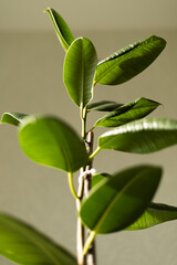 Ficus elastica plant with green leaves in sunlight