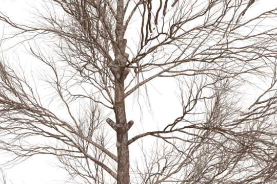 An intricate web of leafless, brown branches from a dormant tree fills the frame against a stark black background, highlighting nature's winter beauty - Powered by Adobe