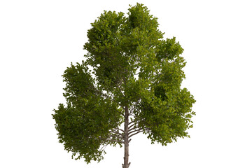 A healthy, deciduous tree with a dense canopy of bright green leaves and a textured brown trunk, isolated against a pure black background