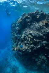 Tropical coral reef underwater on the Great Barrier Reef, Australia