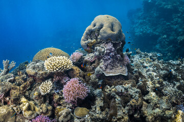 Tropical coral reef underwater on the Great Barrier Reef, Australia © Angelina