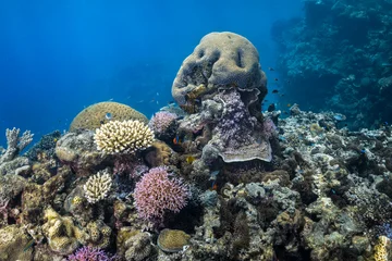 Tropical coral reef underwater on the Great Barrier Reef, Australia © Angelina