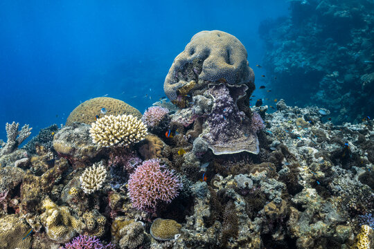 Tropical coral reef underwater on the Great Barrier Reef, Australia