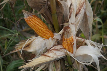 Corn plants (Zea mays) bearing fruit in the farm field and ready to be harvested.