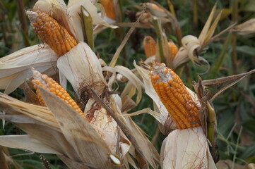 Corn plants (Zea mays) bearing fruit in the farm field and ready to be harvested.