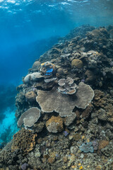 Tropical coral reef underwater on the Great Barrier Reef, Australia © Angelina