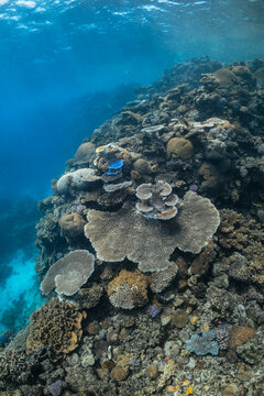 Tropical coral reef underwater on the Great Barrier Reef, Australia