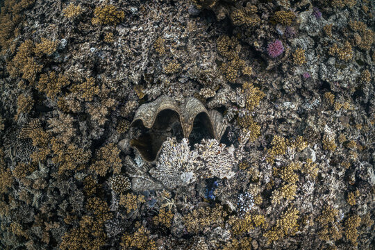 Dead giant clam, tropical coral reef, underwater on the Great Barrier Reef, Australia
