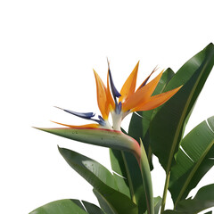 Bird of Paradise Tropical Flower with Green Leaves