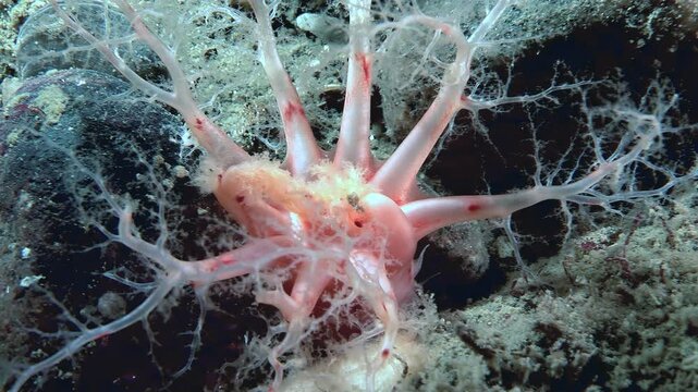 Behold an orange Cucumaria miniata, a sea cucumber in its natural Arctic habitat. The holothuria uses its branching tentacles to capture plankton, playing a vital role in this fragile ecosystem.