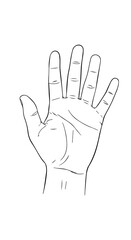 Human Hand Line Drawing with Raised Fingers and Realistic Skin Contours